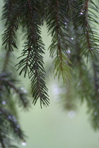 Picea, Pine, Fir, Spruce, Pinus.