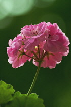 Pelargonium.