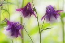 Aquilegia, Columbine.