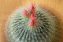 Cactus, Crown cactus, Rebutia krainziana.