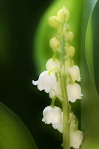 Lily-of-the-valley, Convallaria majalis.