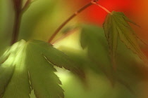 Japanese Maple, Acer palmatum.