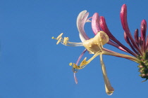 Honeysuckle, Lonicera periclymenum.