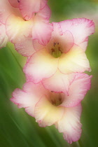 Gladiolus.