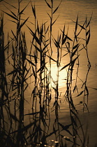 Reeds, Sedge, Phragmites australis.