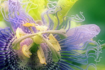 Passion flower, Passiflora caerulea.