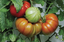 Tomato, Lycopersicon esculentum 'Belriccio'.
