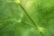 Dill, Anethum graveolens.