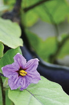 Aubergine, Solanum melongena.