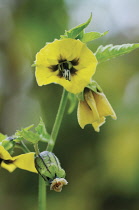 Tomatillo, Physalis philadelphica 'Purple de Milpa'.