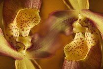 Orchid, Paphiopedilum.