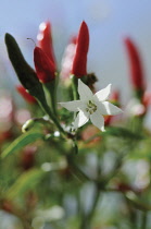 Chilli, Capsicum annuum.