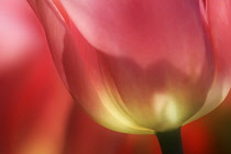 Tulip, Tulipa.