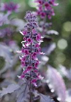 Bugle, Ajuga reptans 'Purple Delight'.