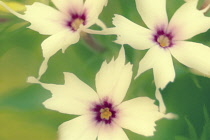 Phlox, Phlox drummondii.