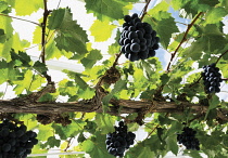 Grapevine, Vitis vinifera.