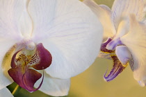 Orchid, Moth orchid, Phalaenopsis.