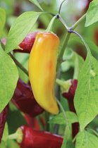 Chilli, Capsicum annuum.