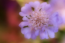 Scabious, Caucasian scabious, Scabiosa.