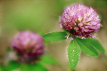 Clover, Trifolium pratense.