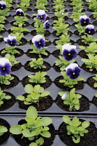 Pansy, Viola wittrockiana.