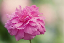 Rose, Rosa 'Mayflower'.