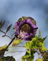 Cup and Saucer, Cobaea scandens.