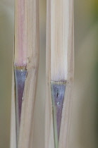 Bamboo, Bambusa.