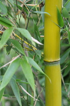 Bamboo, Bambusa.