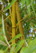 Bamboo, Bambusa.