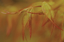 Japanese Maple, Acer palmatum 'Katsura'.
