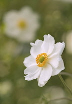 Anemone, Japanese anemone, Anemone x hybrida 'Honorine Jobert'.