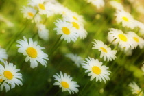 Daisy, Lawn daisy, Bellis perennis.