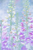 Foxglove, Digitalis.