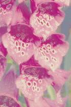 Foxglove, Digitalis.