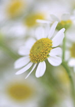 Chamomile, Chamaemelum.