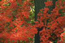 Azalea, Rhododendron.