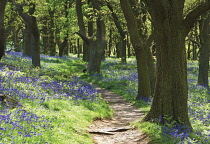 Bluebell Wood, Hyacinthoides non-scripta.