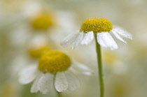 Chamomile, Chamaemelum.