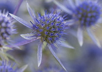 Sea Holly, Eryngium tripartitum.