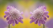 Pincushionflower, Scabiosa columbaria 'Butterfly blue'.