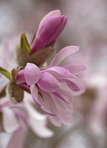 Magnolia, Magnolia x loebneri 'Leonard Messel'.