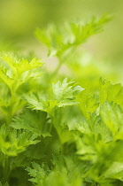 Celery, Thai celery, Apium graveolens linn.