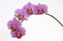 Orchid, Moth orchid, Phalaenopsis.