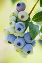Blueberry, Vaccinium corymbosum.