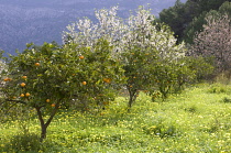 Orange, Citrus sinensis.