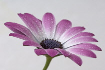 Cape Daisy, Osteospermum.