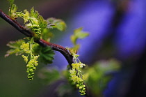 Currant, Whitecurrant, Ribes petraeum.