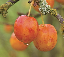 Plum, Prunus divaricata.