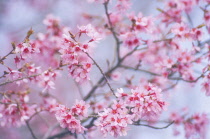 Cherry, Prunus.